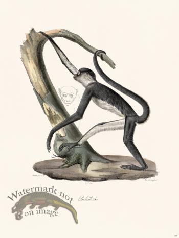 Cuvier 398 Beelzebub